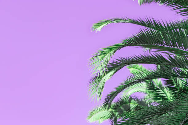 istock Palm tree against lilac sky. Summer tree. Toned image. Copy space. 1150895994