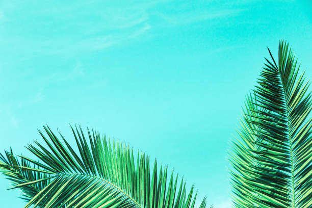 istock Palm tree leaves under blue sky. Natural summer background with copy space. Travel card. 1150896003