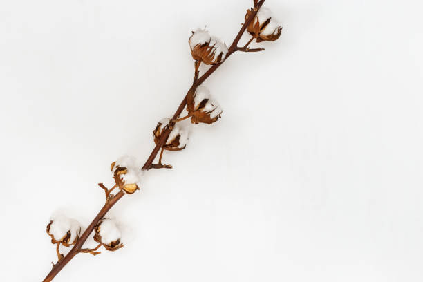 istock Cotton plant close-up on white concrete. Spa background with copy space. Spa concept. 1150896064