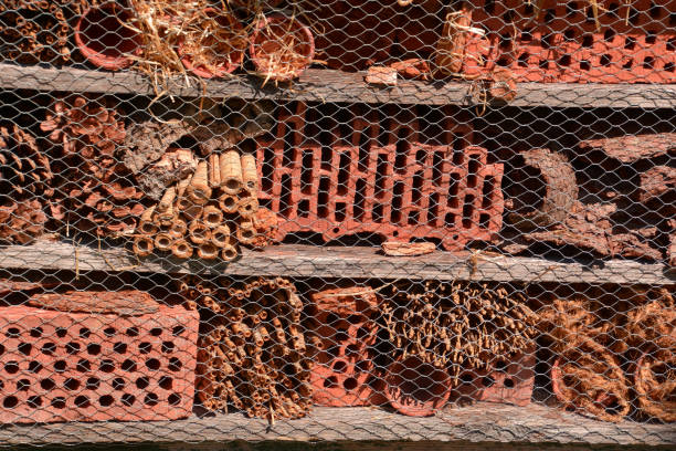 istock freshly created insect house made of different material 1150896436