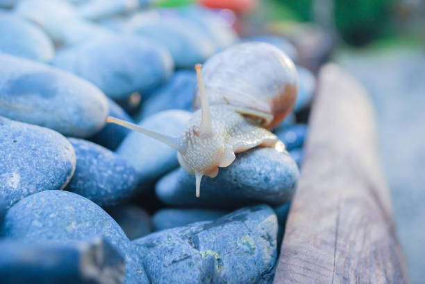 Soft focus light Brown snail with brown shell climbing  on brown wood and moving slowly on gray rock in garden with background rock,wood, cement floor and blurred blackground. Vintage theme.