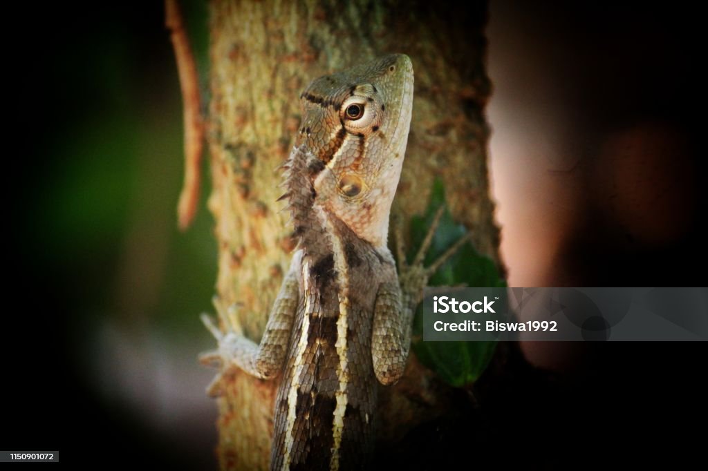 Lagarto jardín colorido en la fotografía animal rama de la planta - Foto de stock de Admiración libre de derechos