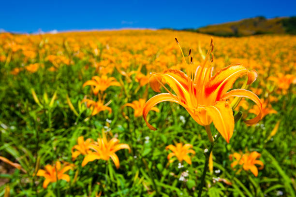 istock Daylily flower farm. 1150901564