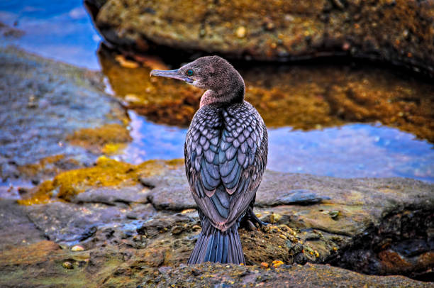 great black cormoran (phalacrocorax carbo) - crested cormorant stock-fotos und bilder