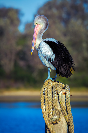 Pelican perched on a pole