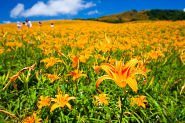 istock Daylily flower farm. 1150904945
