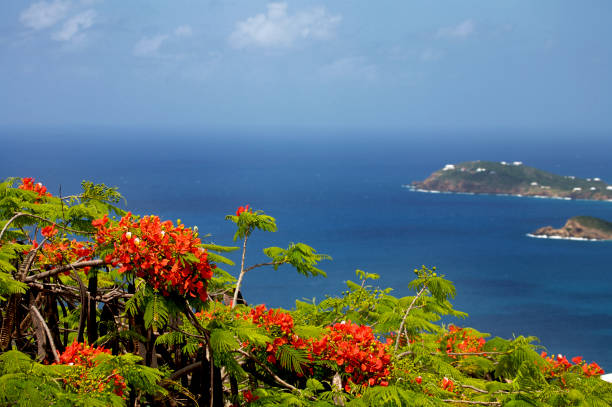 istock caribbean vibrant holiday portraits 115090505