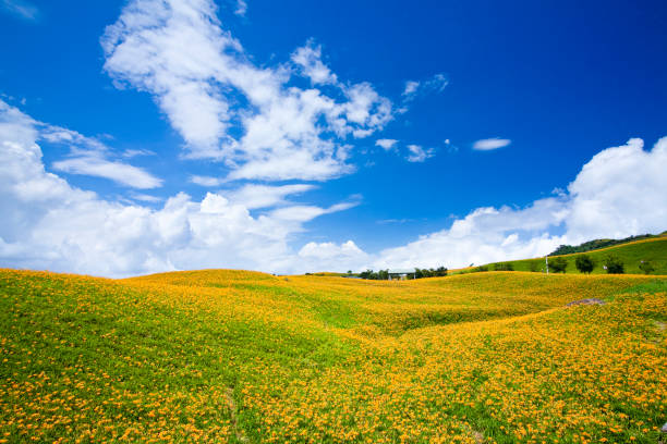 istock Daylily flower farm. 1150905246