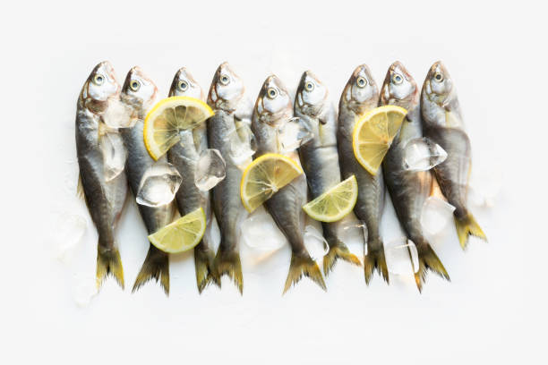 istock Black sea fresh bluefish on white. Fish pattern with space for text. View from above. 1150905324