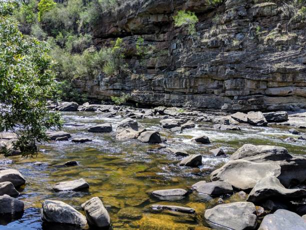 istock Bush - Mitchell River Victoria Gippsland 1150905377