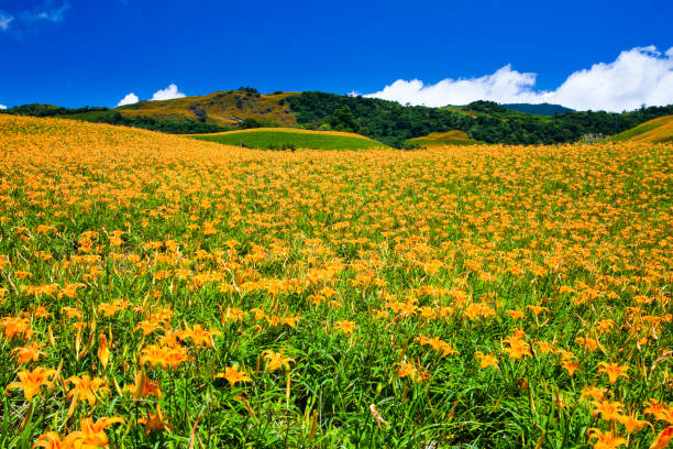 istock Daylily flower farm. 1150905412