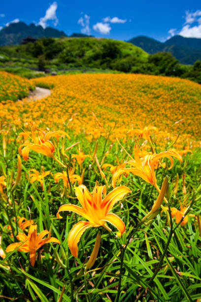 istock Daylily flower farm. 1150907047