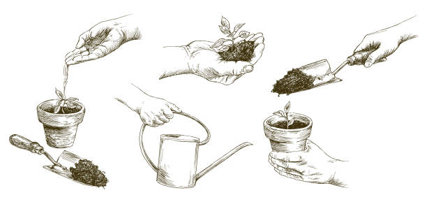 uprawa roślin. sadzonka roślin. ręczne podlewanie młodych roślin. - hand shovel stock illustrations