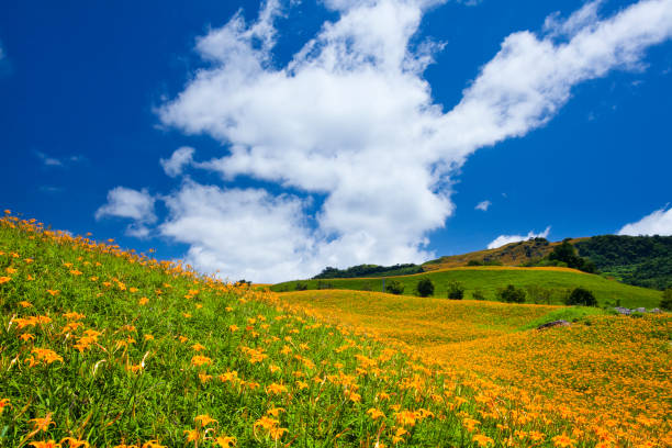 istock Daylily flower farm. 1150907287