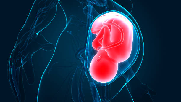 istock Fetus (Baby) in Womb Anatomy 1150907334