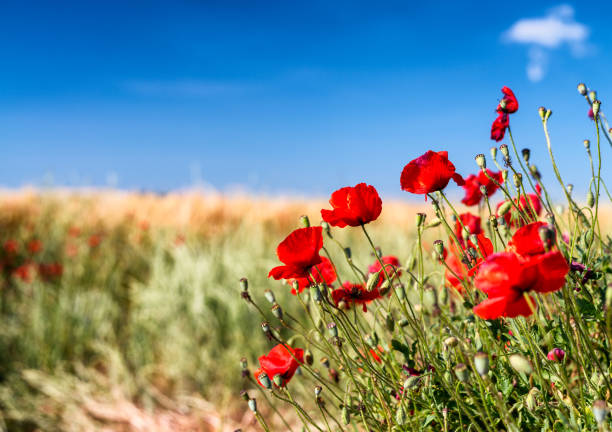 istock Poppies meadow, Tuscany in spring 1150907526