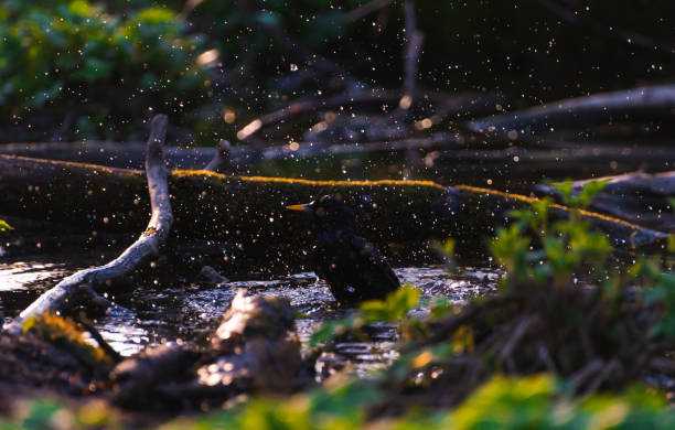 istock Blackbird bathing in a puddle in the spring and rejoice 1150908246