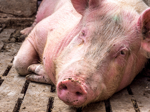 Portrait of a big pink female domestic pig on a farm