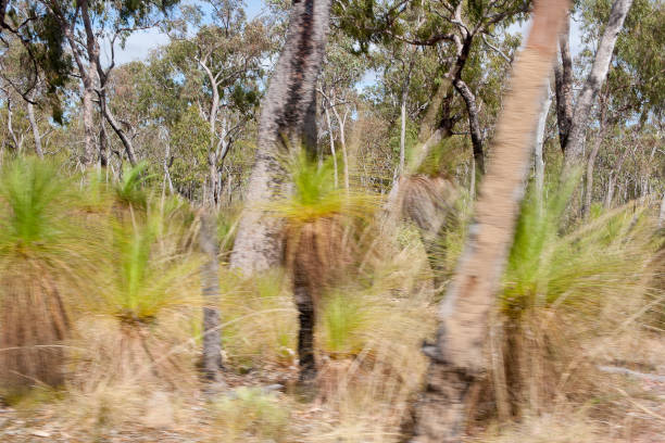 cape york landscape, queensland, australia - aboriginal art aborigine rock fotografías e imágenes de stock