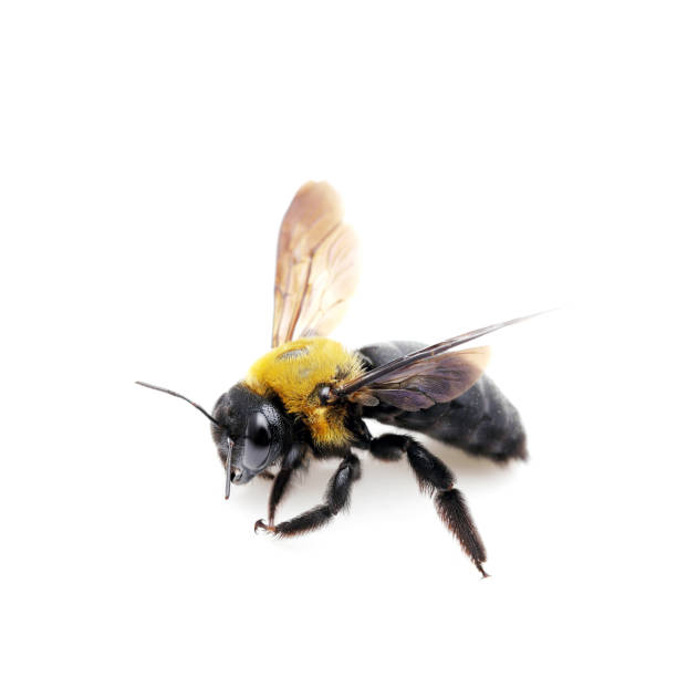 abeille charpentier xylocopa pubescens - abeille menuisière photos et images de collection