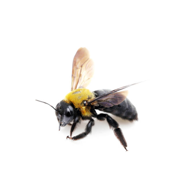 istock Carpenter bee Xylocopa pubescens 1150908958