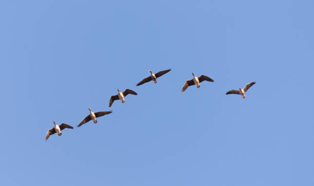 istock Wild geese in flight in spring on a sunny day 1150909615