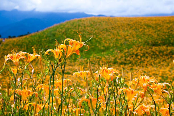 istock Daylily flower farm. 1150909616
