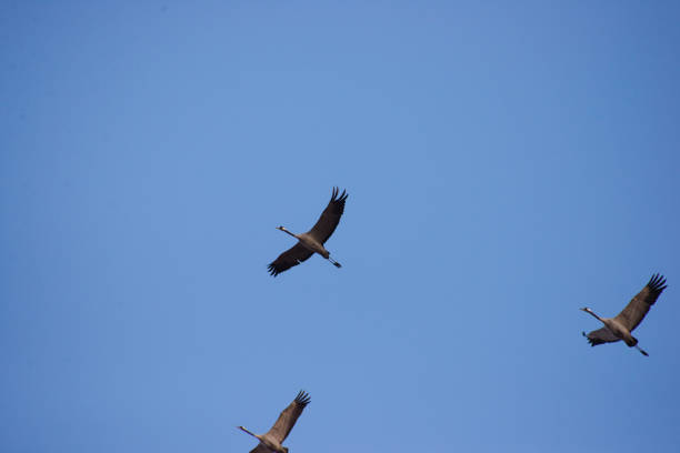istock Wild cranes in flight in spring on a sunny day 1150909645