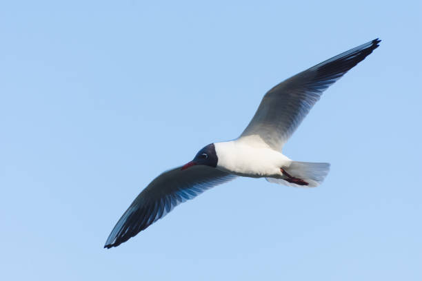 istock Seagull in flight close-up during the day 1150909661