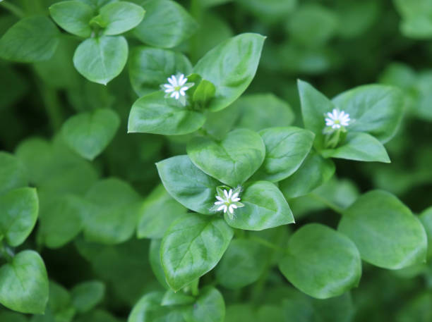Chickweed ,Stellaria media. Young taste very gently with flavor of nuts. You can use them in fresh vegetable salads. The chickweed advantage is that we have it fresh almost all year round. Chickweed ,Stellaria media. Young taste very gently with flavor of nuts. You can use them in fresh vegetable salads. The chickweed advantage is that we have it fresh almost all year round. stellaria media stock pictures, royalty-free photos & images