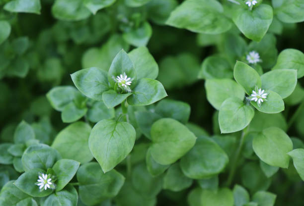Chickweed ,Stellaria media. Young taste very gently with flavor of nuts. You can use them in fresh vegetable salads. The chickweed advantage is that we have it fresh almost all year round. Chickweed ,Stellaria media. Young taste very gently with flavor of nuts. You can use them in fresh vegetable salads. The chickweed advantage is that we have it fresh almost all year round. stellaria media stock pictures, royalty-free photos & images