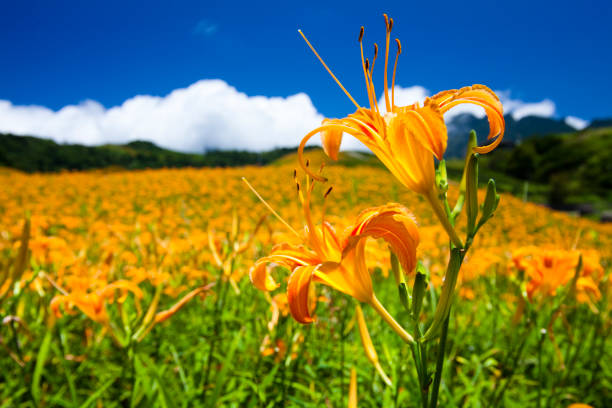 istock Daylily flower farm. 1150909783