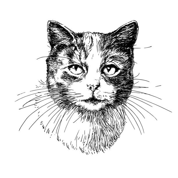 istock Portrait of cute cat isolated on white background 1150909924