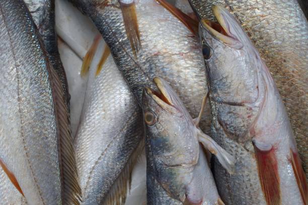 View of fresh fish in Ambriz fish market stock photo
