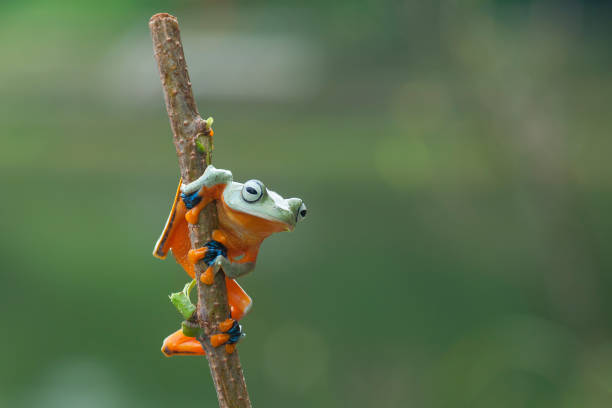istock macro closeup of green forest tree frog hanging on a branch 1150913378