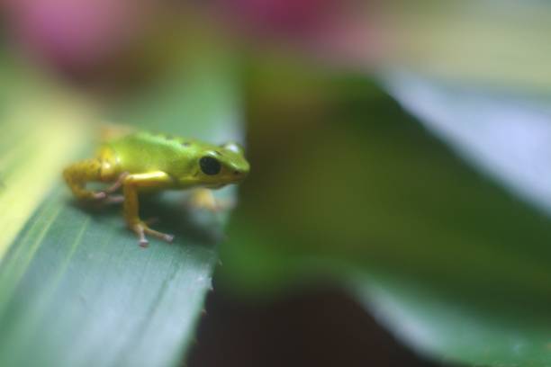 Closeup view of strawberry poison dart frog on leaf stock photo
