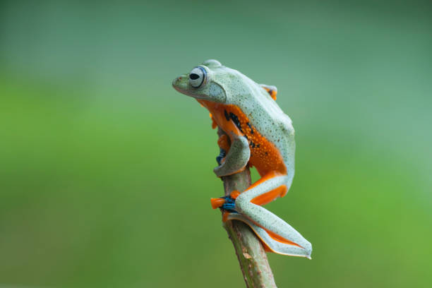 istock macro closeup of green forest tree frog hanging on a branch 1150913465