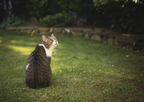 istock cat standing in the garden 1150913544