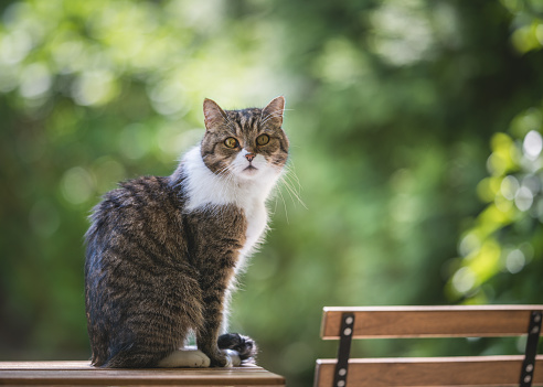 side view of a tabby white british shorthair cat standing on a garden table in front of green bokeh looking at camera