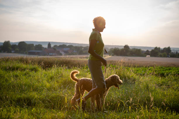 active senior woman walk with her dog in rural scene active, senior, woman, walking, dog, rural scene, labradoodle dog walking photos stock pictures, royalty-free photos & images