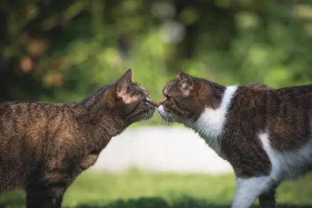 Photo of kissing cats