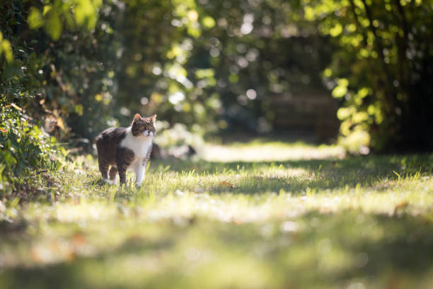 istock cat lurking in the garden 1150913710