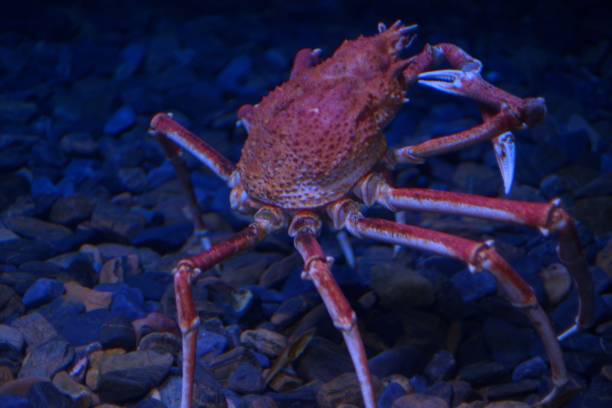 istock Closeup view of Japanese spider crab 1150913821