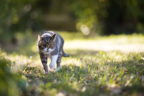 istock cat lurking in the garden 1150913845