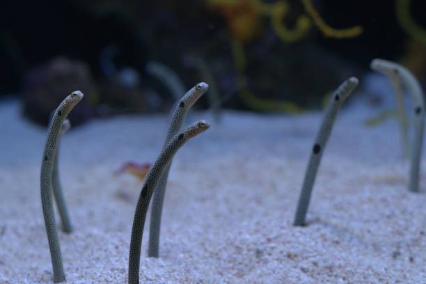 istock Closeup view of spotted garden eels 1150913948