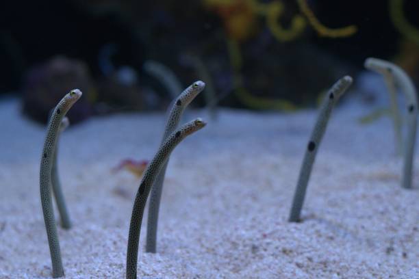 Closeup view of spotted garden eels stock photo