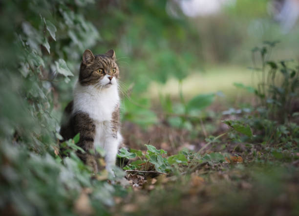 istock cat observing the garden 1150914030