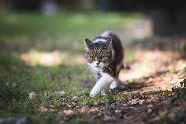 istock cat lurking in the garden 1150914096