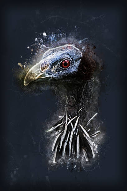 istock Vulturine Guinea Fowl 1150915027