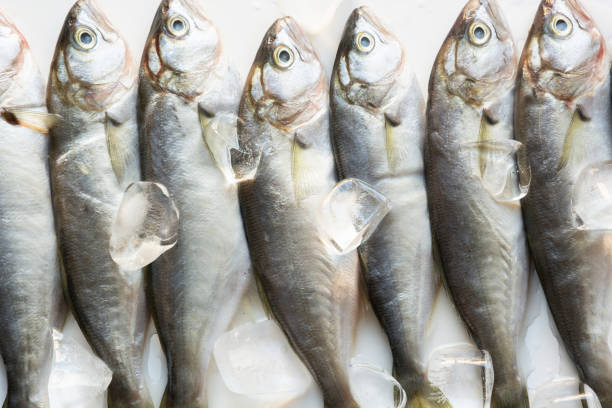 istock Black sea fresh bluefish on white. Fish pattern. View from above. 1150915588